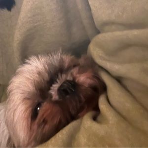 Meet your Posher, Angel